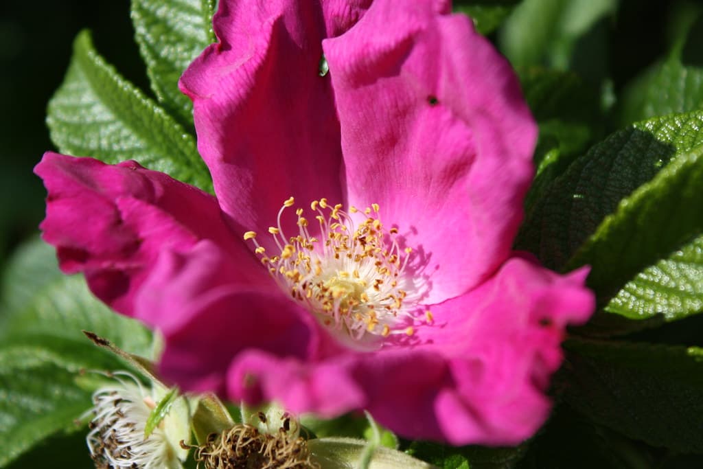 Beach Rose - Rosa rugosa - hamanasu