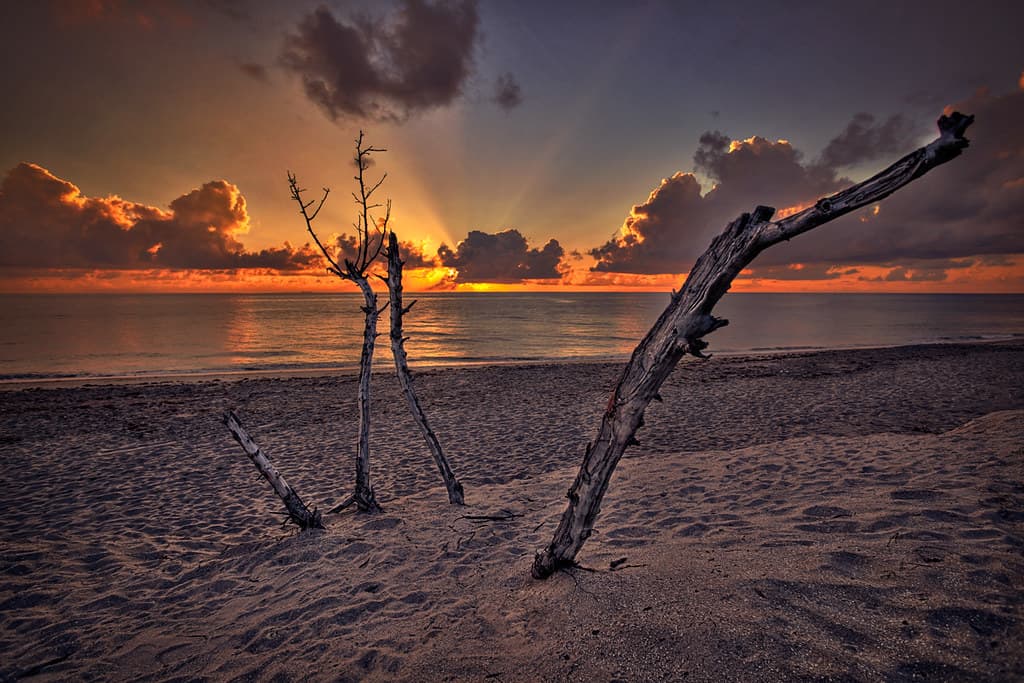 Barren Seagrape Tree at Beach
