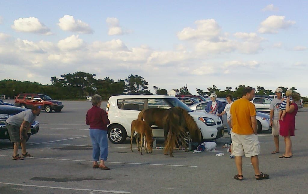 why you don't leave picnic baskets unattended at assateague state park
