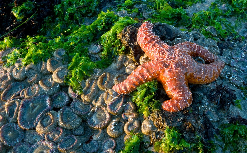 Starfish on the Beach