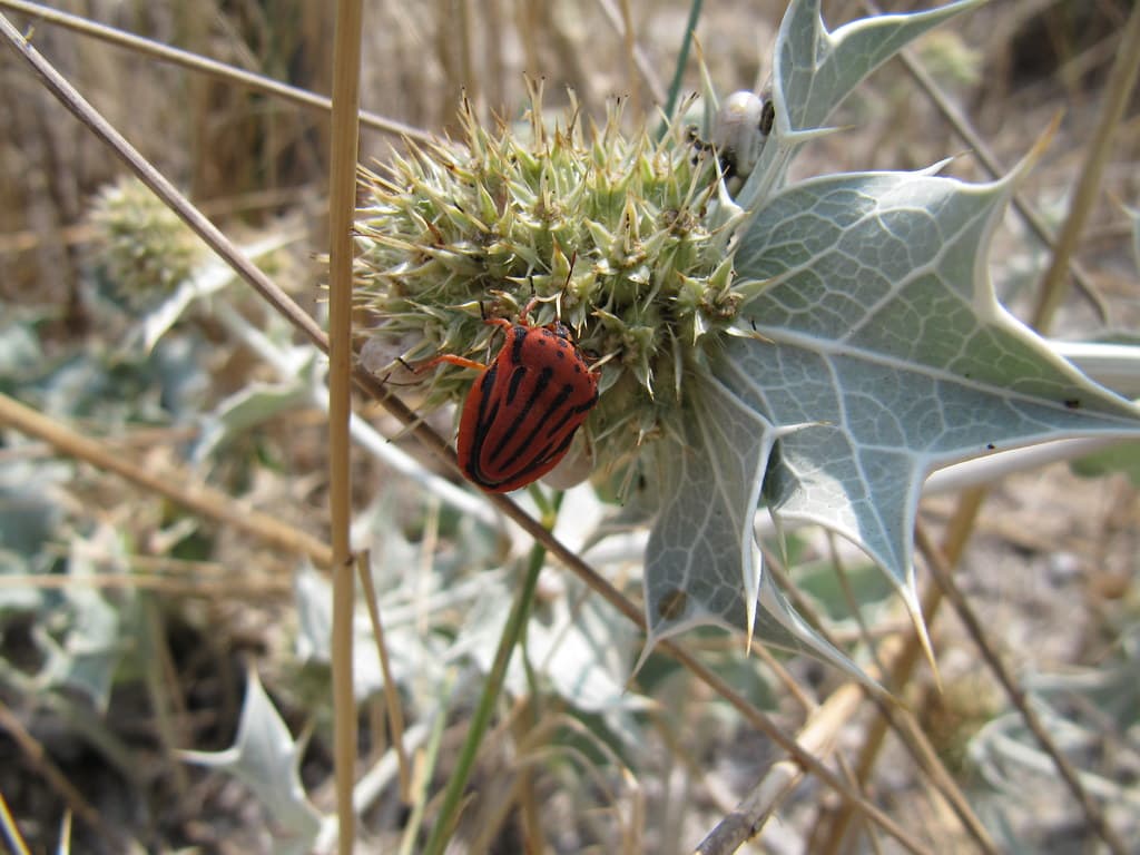Red striped shield bug