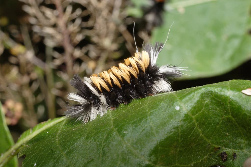 Euchaetes egle (Milkweed Tussock Moth) larva