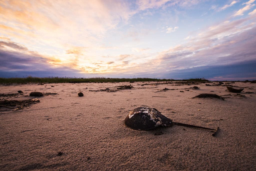 Horseshor Crab at Sunset