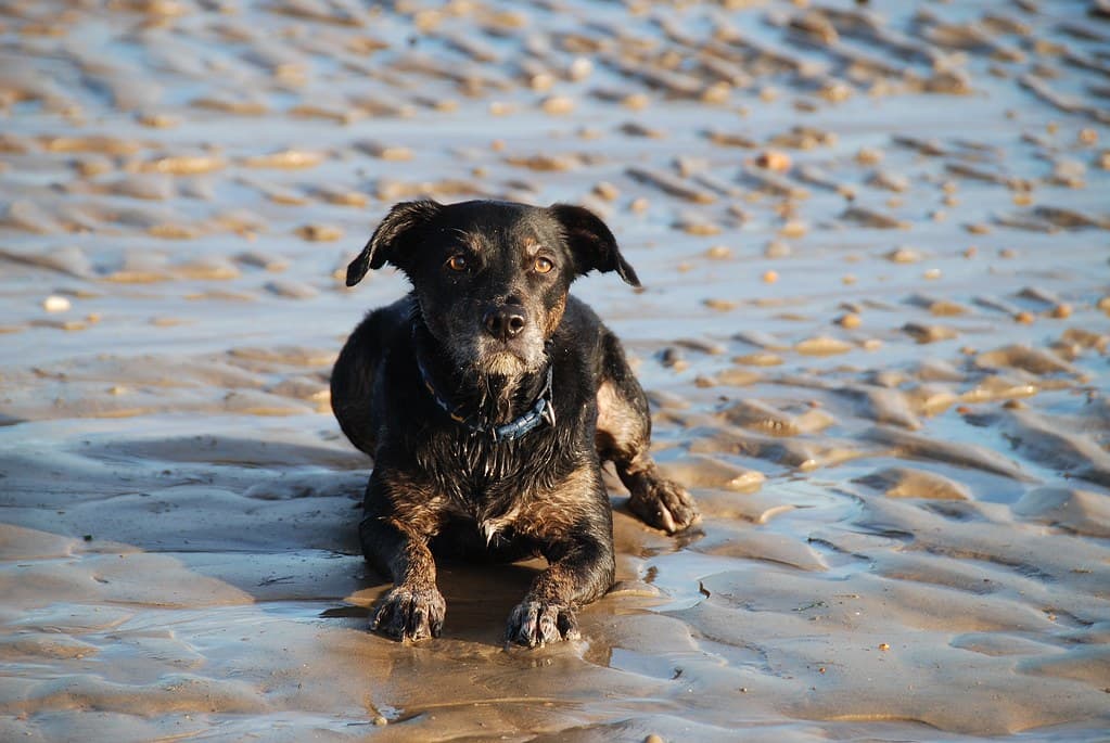 Our Bonny Lass - Waiting as Usual for the Ball to be Thrown on the Beach at Bexhill-on-Sea