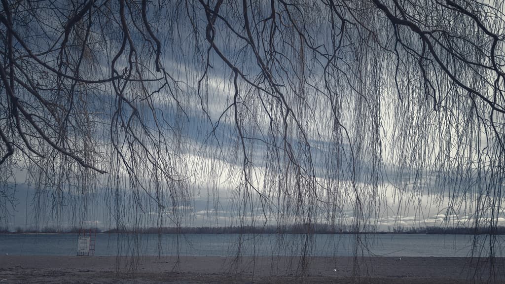 Dangling Branches at Cherry Beach (Toronto, Ontario)