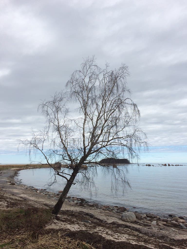 Võsu River Mouth Beach