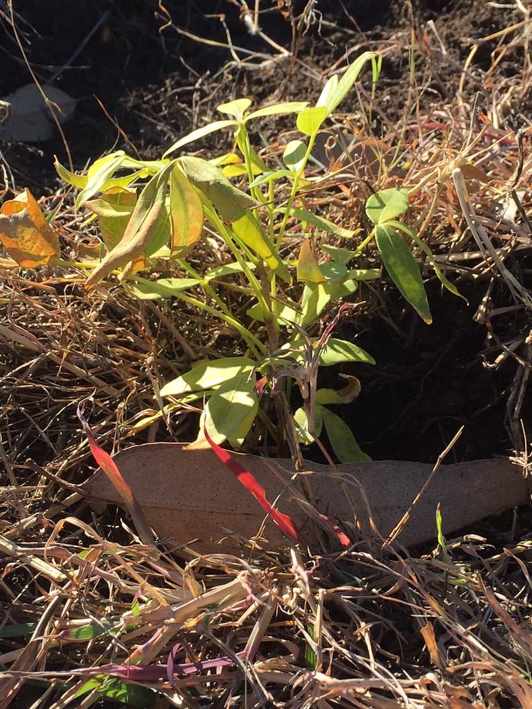 Greenfleet's newly-planted forest at Barolin Nature Reserve, near Bundaberg, Qld ~ April 2017