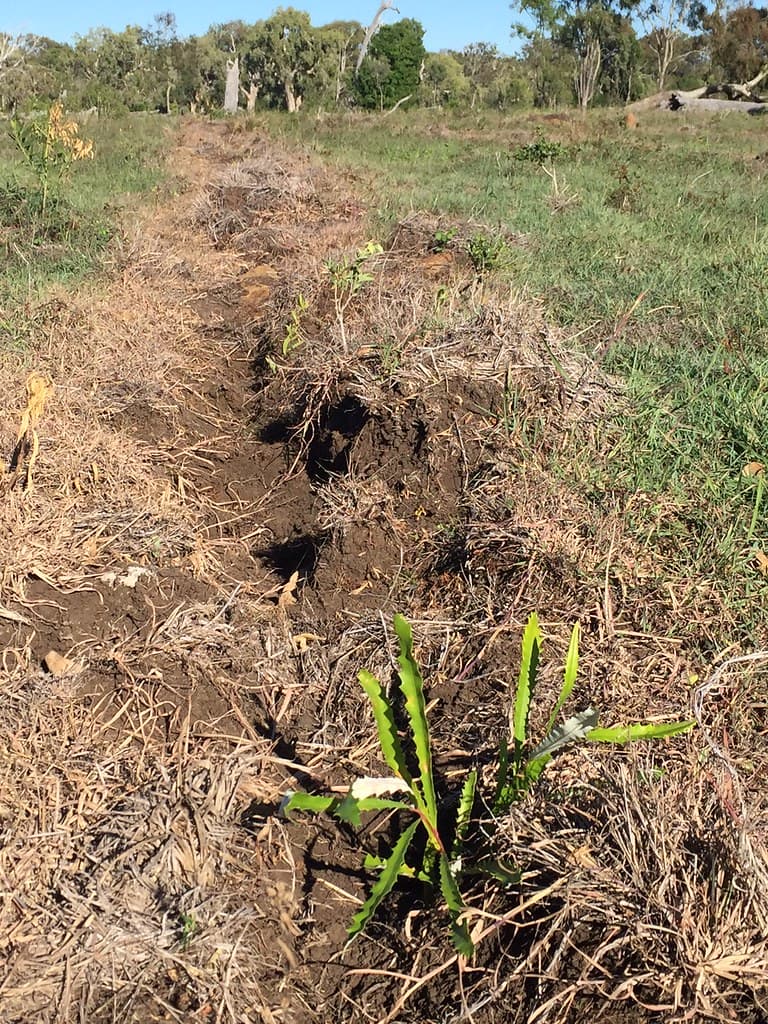 Greenfleet's newly-planted forest at Barolin Nature Reserve, near Bundaberg, Qld ~ April 2017