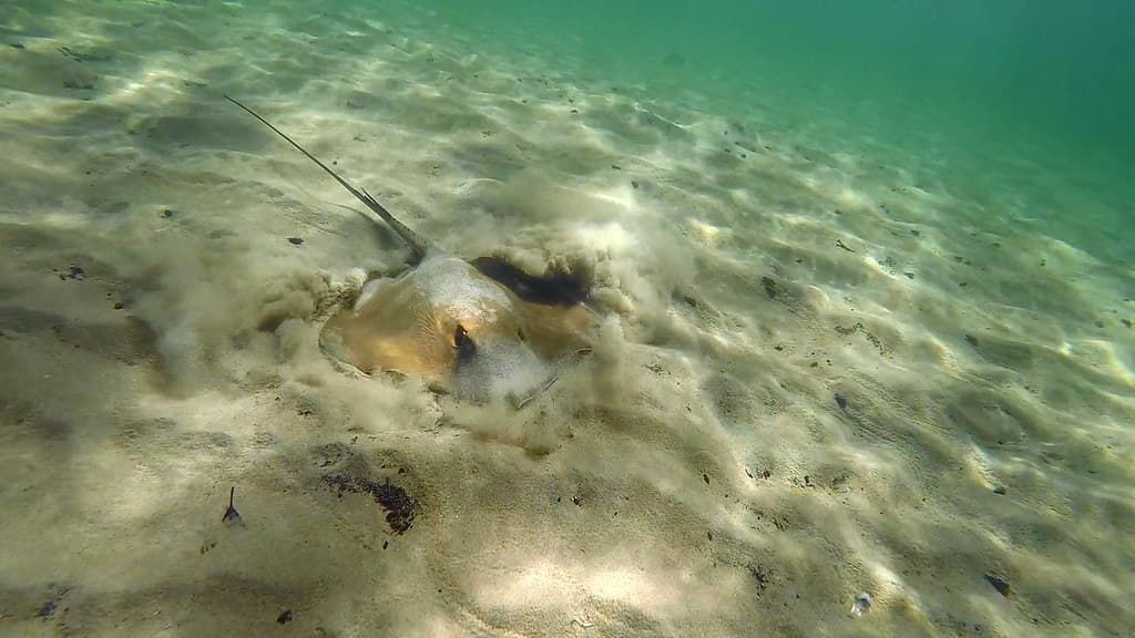 Stingray, Estuary (Male)