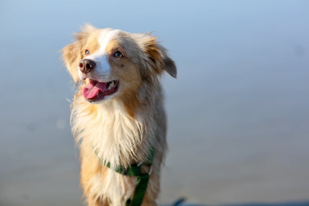 Laika on Beach | Maine