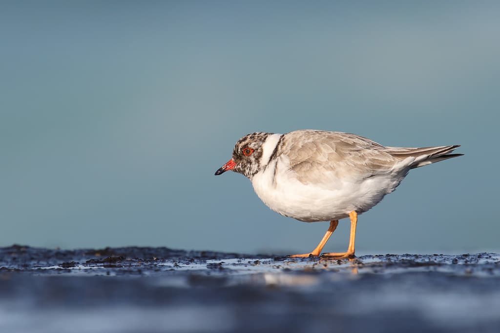 Hooded Plover
