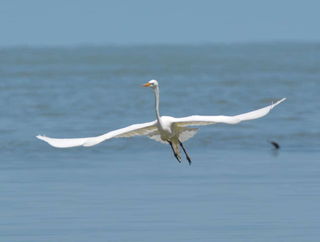 Egret
