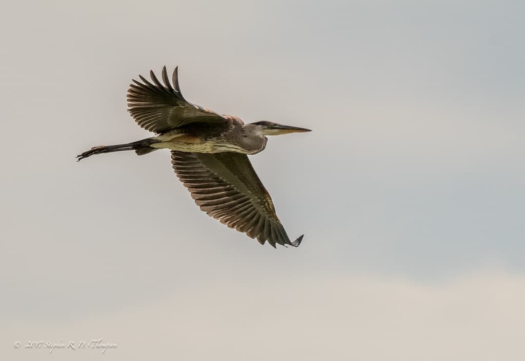 Great Blue Heron