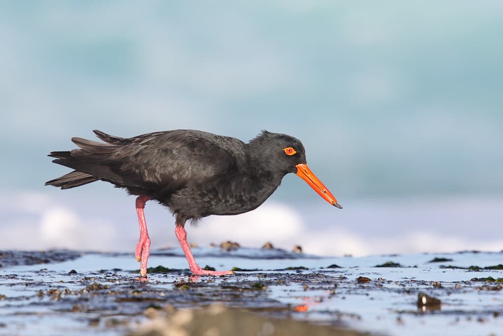 Sooty Oystercatcher