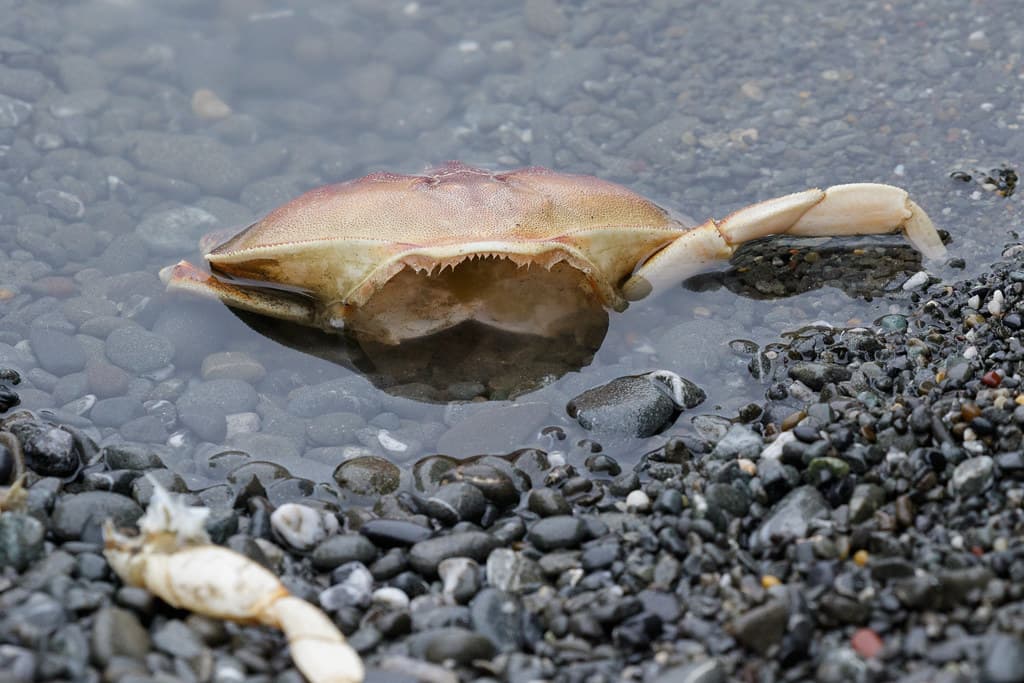 Revenge of the Crabs