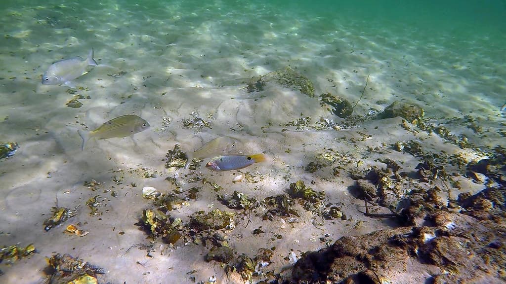 Wrasse, Threespot (Male)