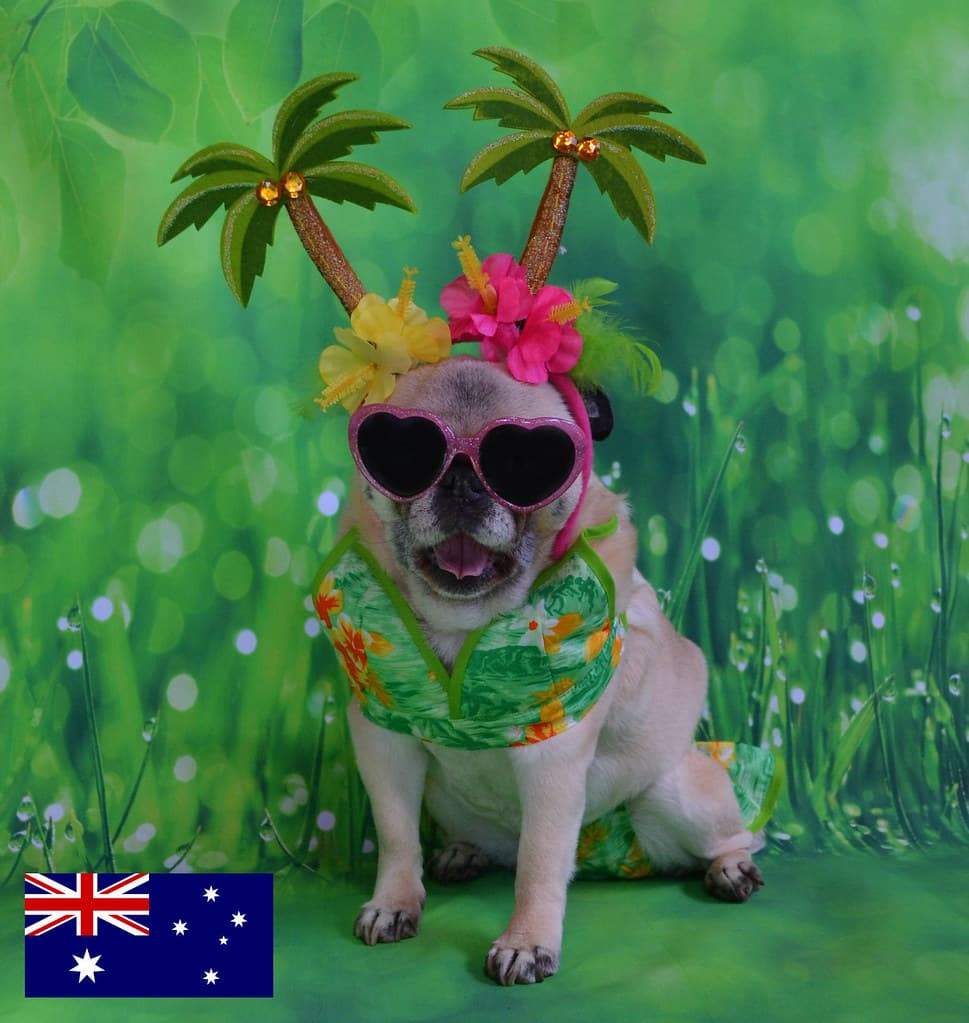 Bailey Puggins Visits Australia