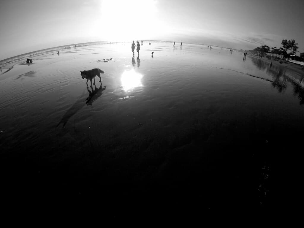 Beach Dog Seminyak Beach
