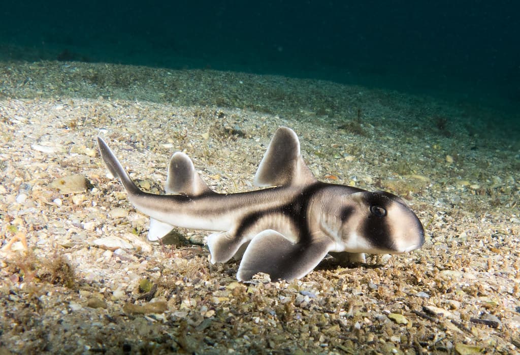 Baby Port Jackson shark - Heterodontus portusjacksoni #marineexplorer