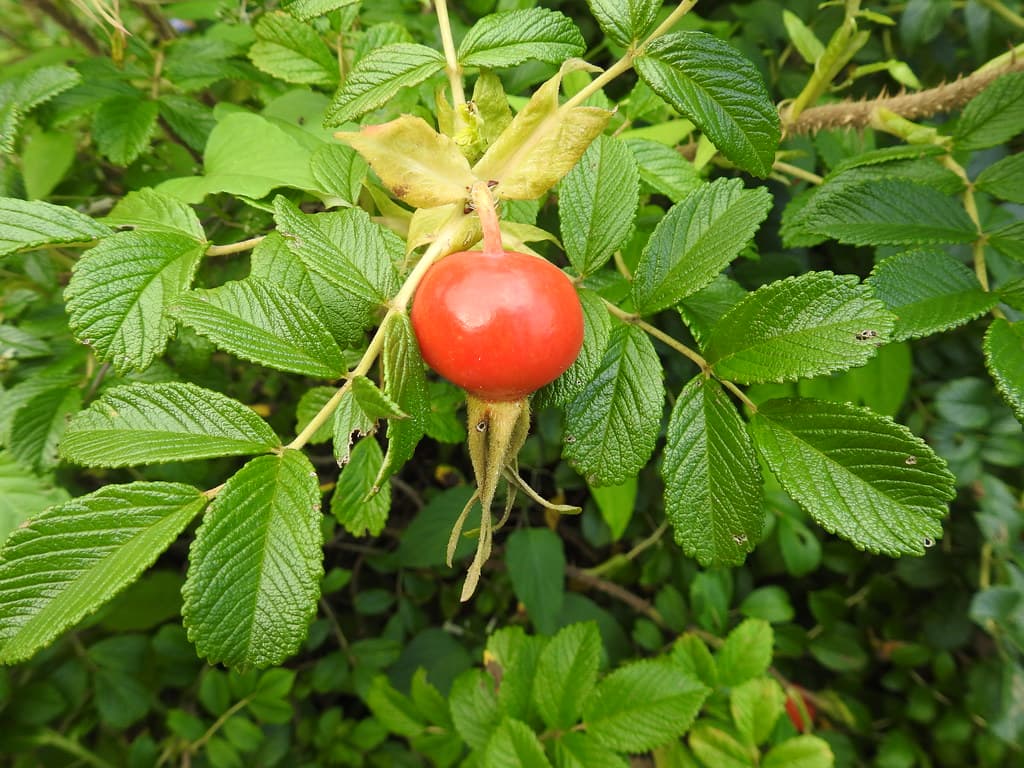 Rosa rugosa (hamanasu) fruit