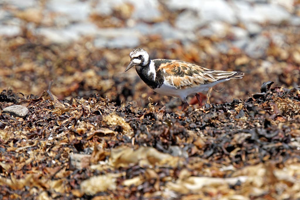 DSC08286 - Ruddy Turnstone