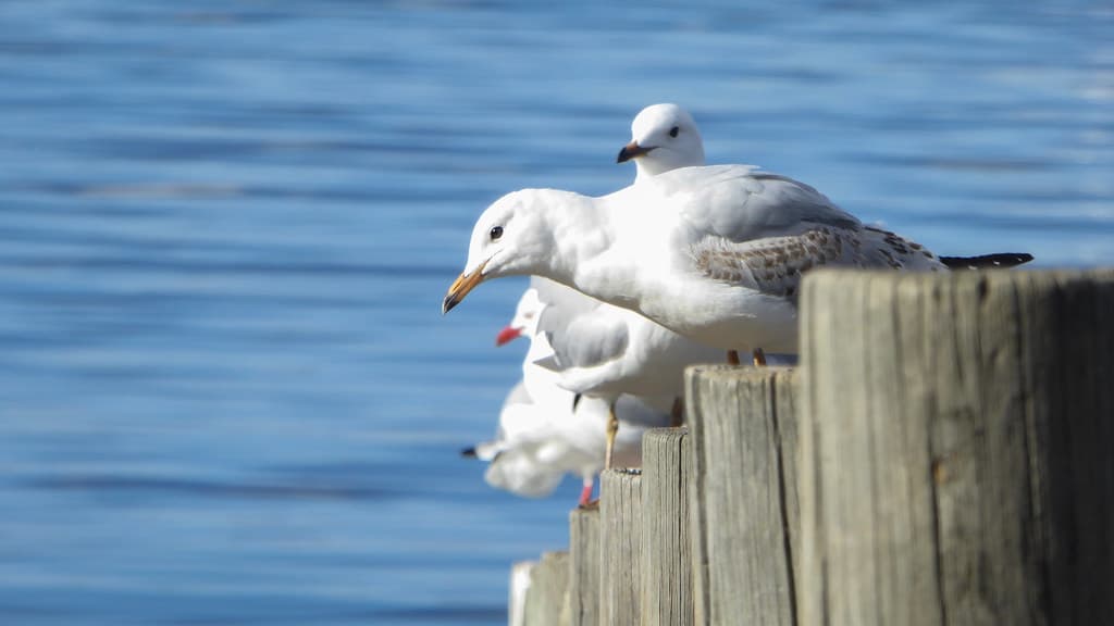 Sunning Gulls