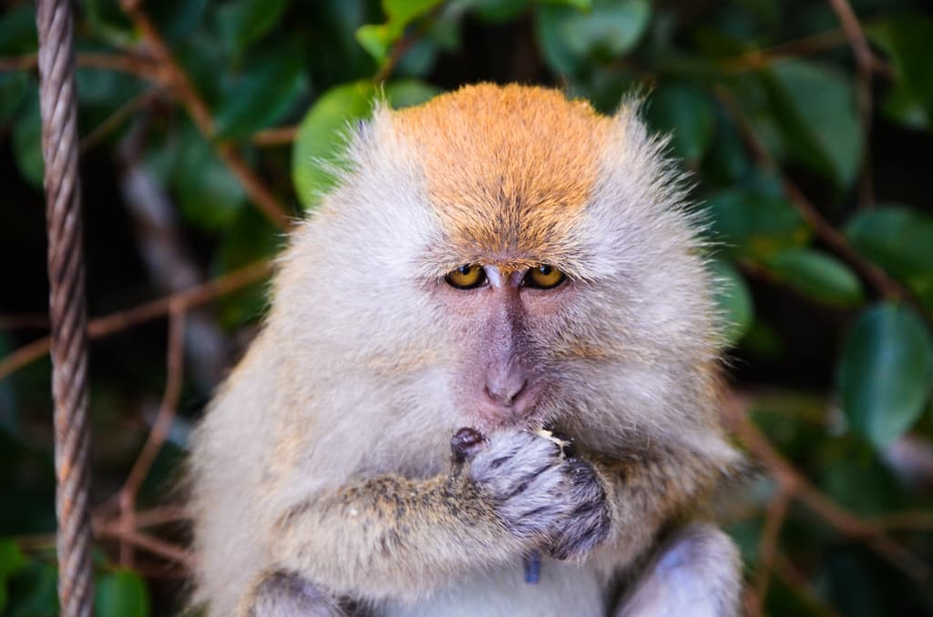 Macaque
