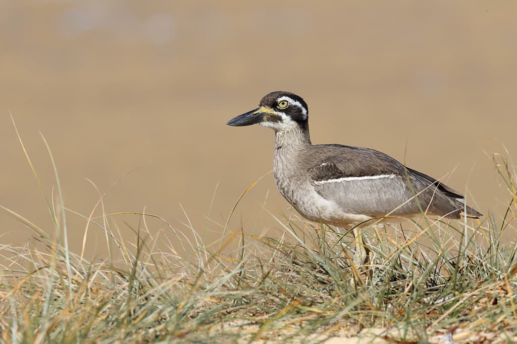 Beach Stone-curlew