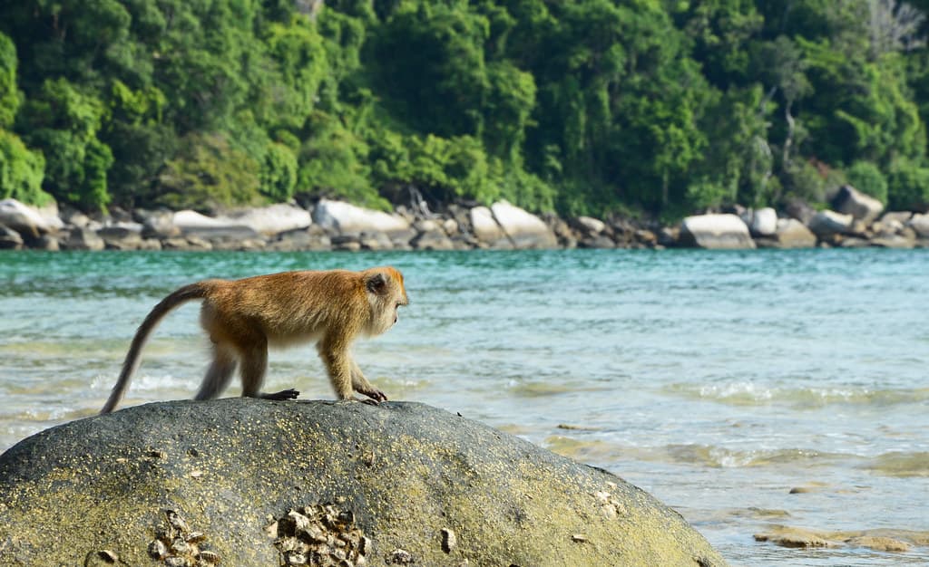 Macaque