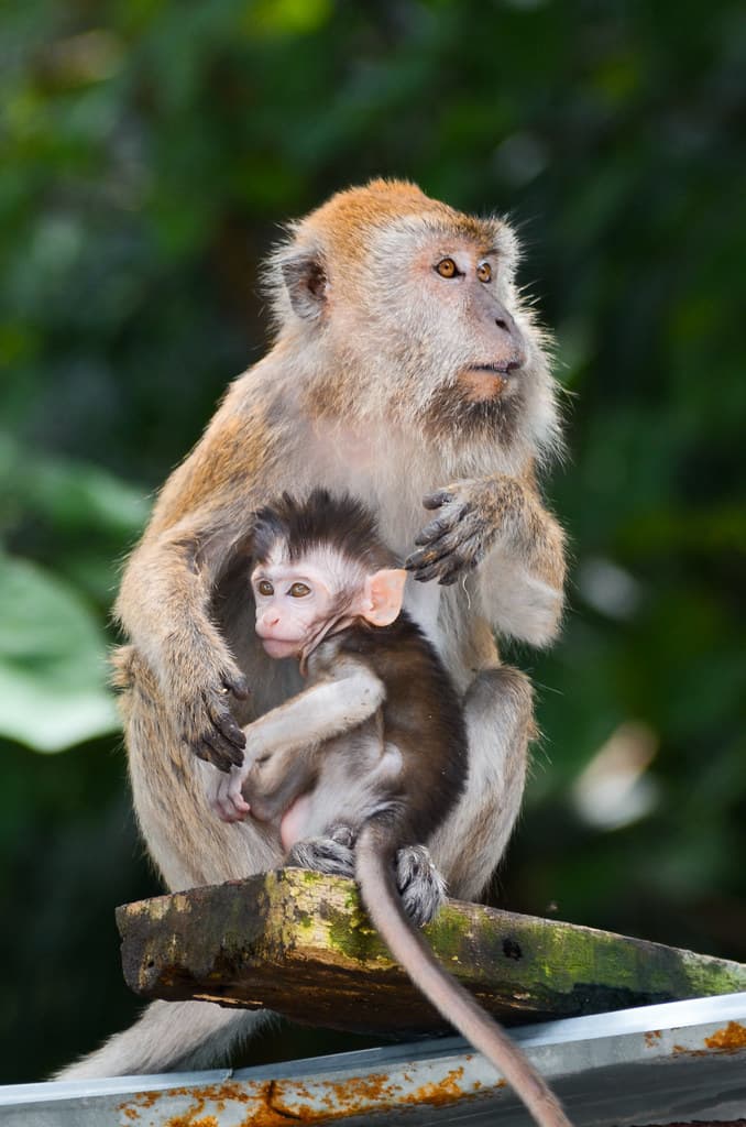 Mother Monkey with her Baby