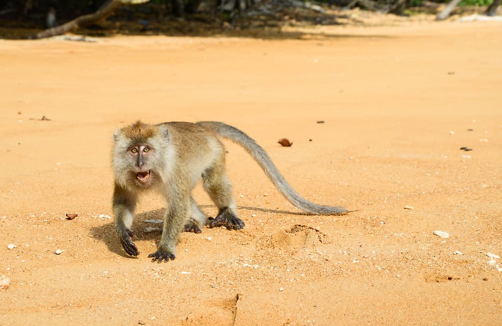 Macaque