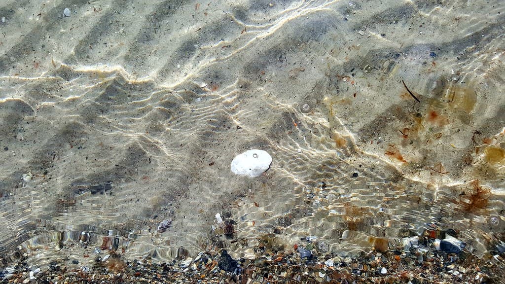 Knebel Vig Strand