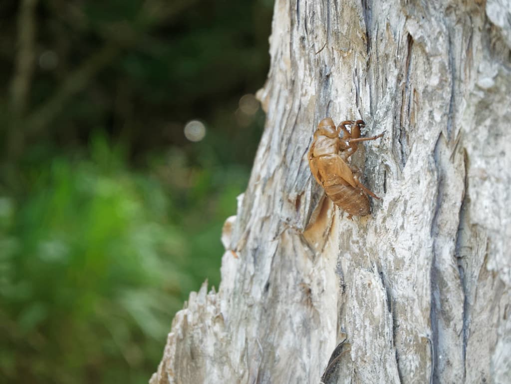 Cicada Shell