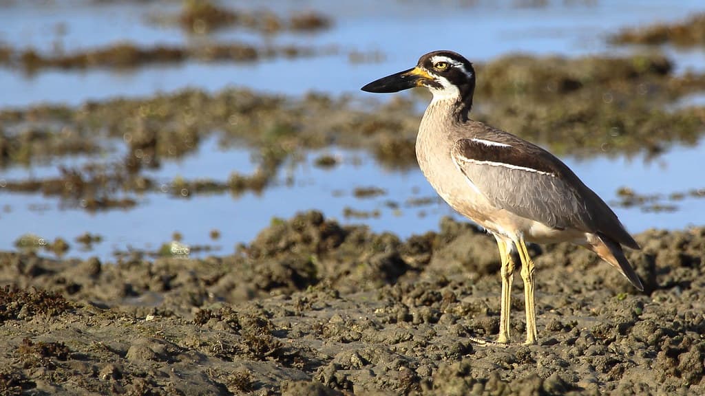 Beach Stone-curlew (Esacus magnirostris)