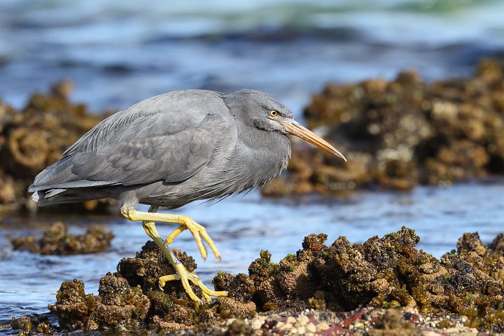 Eastern Reef Egret