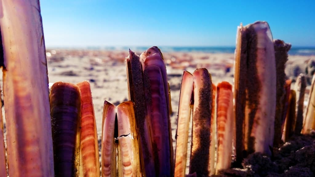 Oosterend Beach — photo by Nils van Rooijen