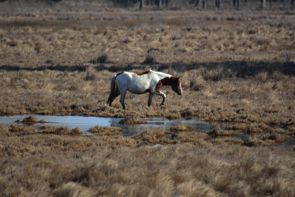Chincoteague Pony 08 - Brown and White Walking