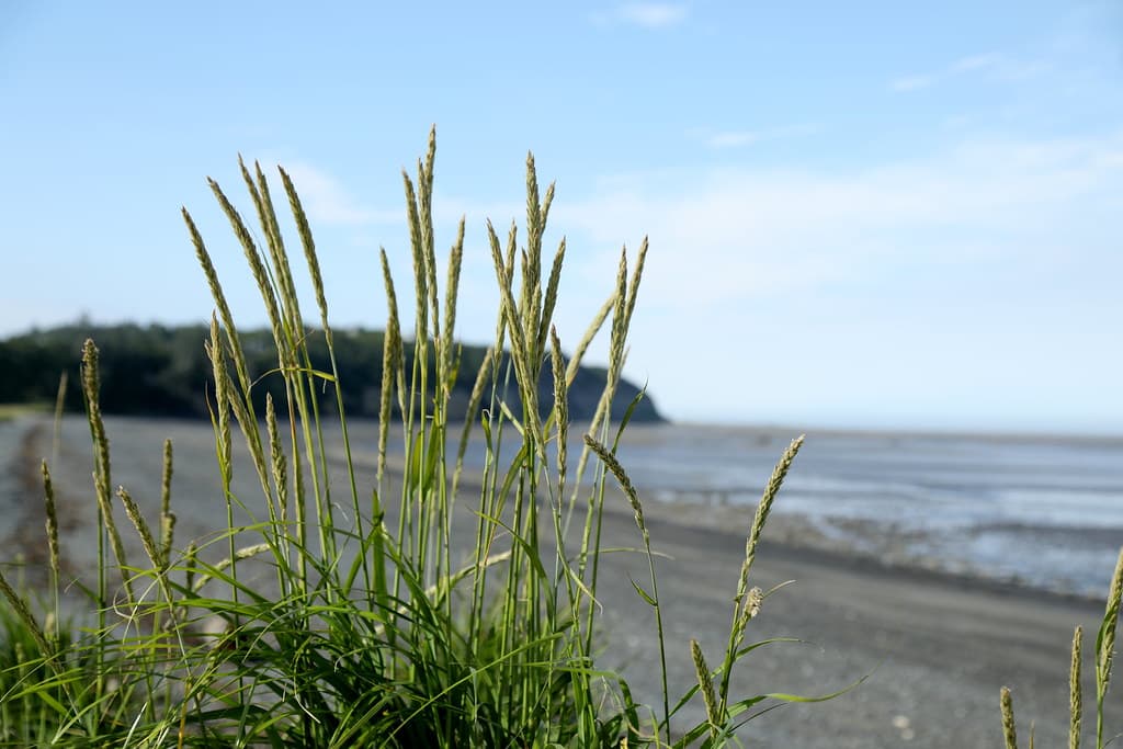 beach_grass_ninilchik_5Div2534