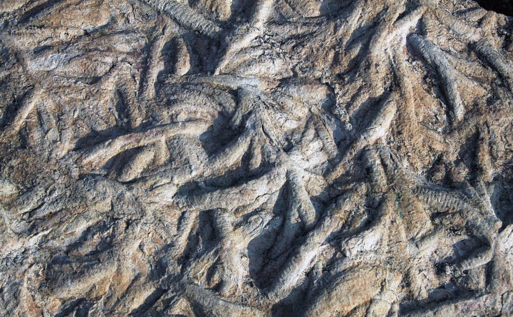 Arthrophycus alleghaniensis trace fossils (Clinch Formation, Lower Silurian; Tennessee, USA) 4