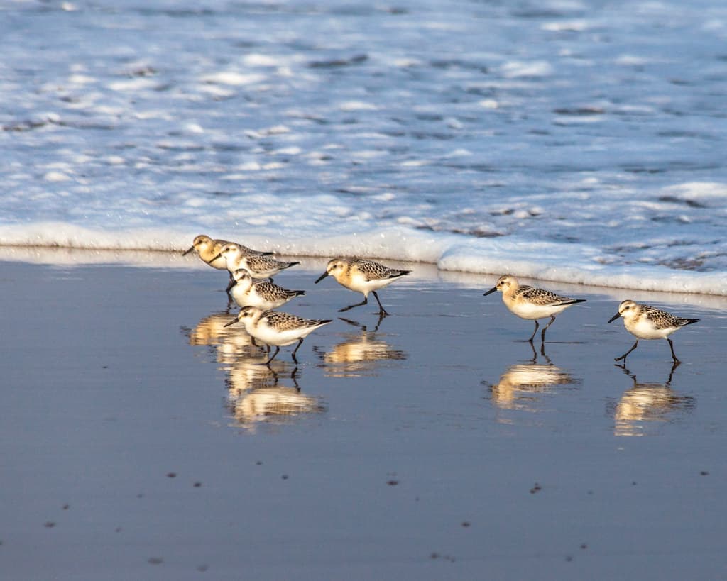 Sanderlings