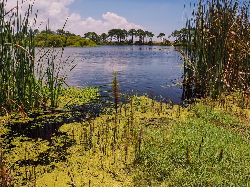 Gator Lake at St. Andrews State Park