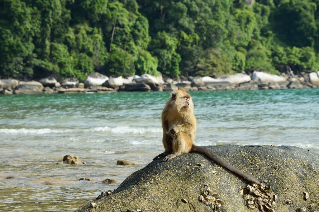 Macaque