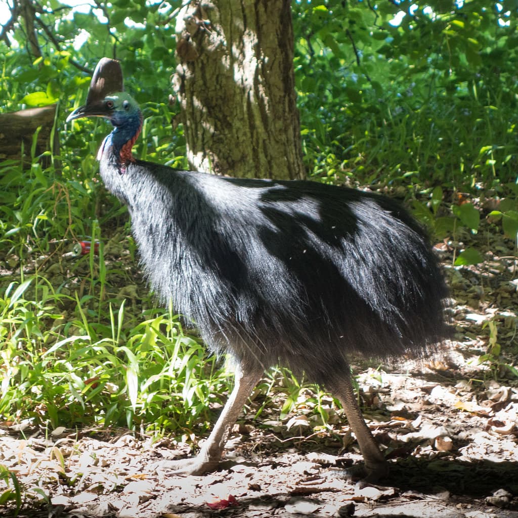 Southern Cassowary