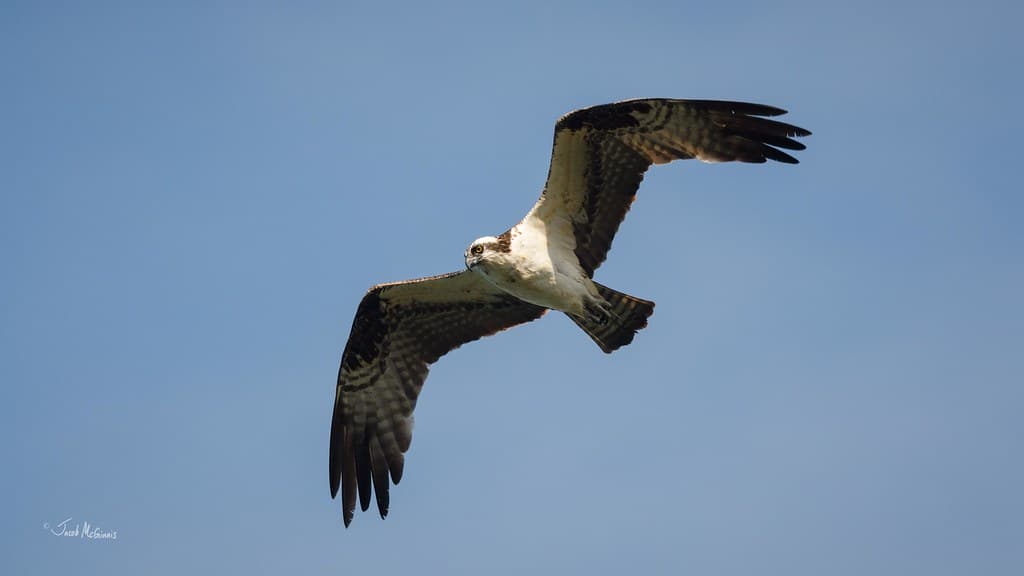 Osprey (Pandion haliaetus)