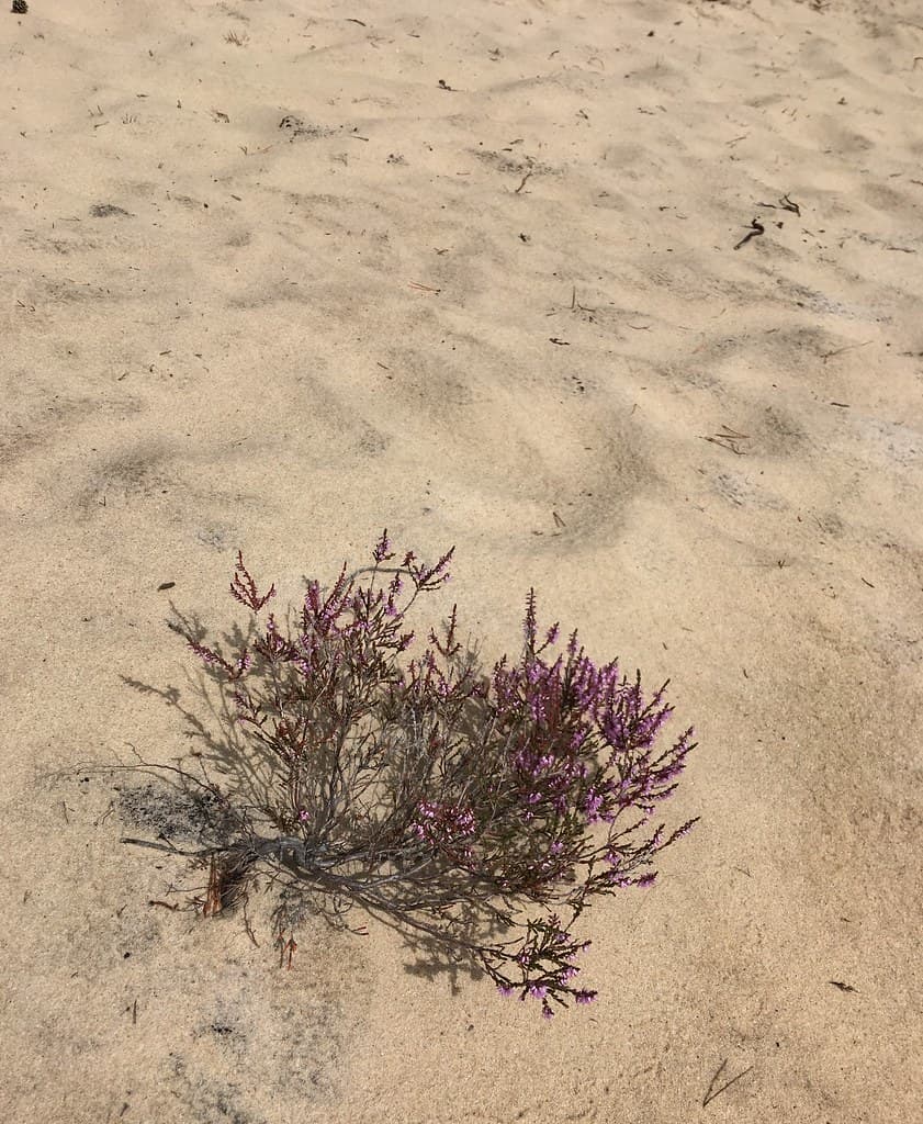 Tareste Beach — photo by sergei.gussev