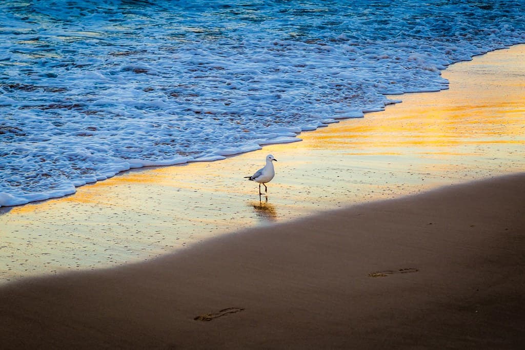 Bondi Beach Sunrise-18