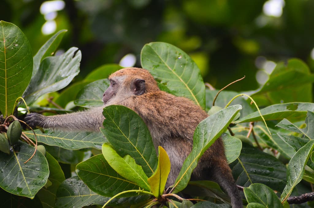 Macaque