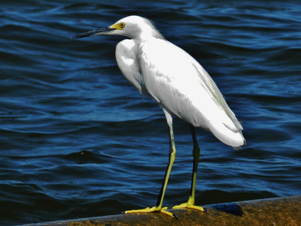 Snowy Egret