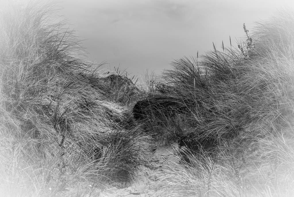 La dune