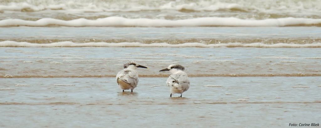 Rijnmond Beach — photo by Corine Bliek